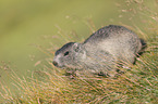 young Alpine Marmot