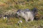 young Alpine Marmot