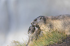 young and adult Alpine Marmot