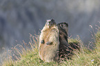 Alpine Marmots