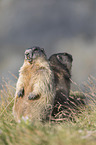 Alpine Marmots