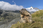 sitting Alpine Marmot