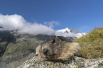 Alpine Marmot