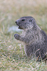 young Alpine Marmot