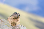 Alpine Marmot