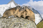 Alpine Marmots