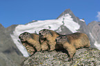 Alpine Marmots