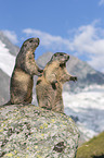 Alpine Marmots