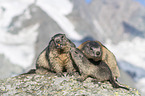 young and adult Alpine Marmot