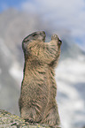 sitting Alpine Marmot 