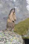 standing Alpine Marmot 