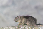 young Alpine Marmot