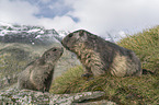 young and adult Alpine Marmot