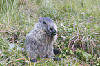 young Alpine Marmot