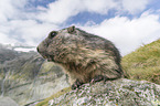 Alpine Marmot