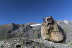 Alpine Marmot