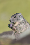 young Alpine Marmot