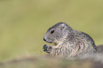 young Alpine Marmot