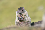 young Alpine Marmot