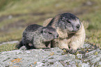 young and adult Alpine Marmot