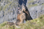 fighting Alpine Marmots
