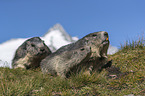 young and adult Alpine Marmot