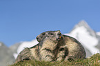 Alpine Marmots