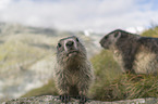 young and adult Alpine Marmot