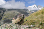 Alpine Marmot