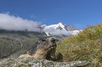 Alpine Marmot