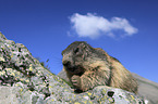 walking Marmot