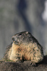 lying Marmot
