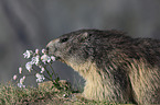 Apine Marmot