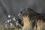 standing Marmot