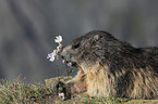 lying Marmot