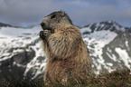 sitting Marmot