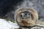 standing Marmot