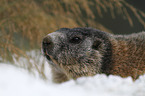 Marmot portrait