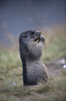 sitting Marmot