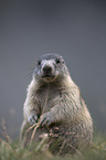 sitting Marmot