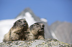 Alpine Marmots