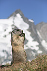 sitting Marmot