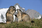 Alpine Marmots