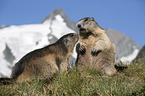 Alpine Marmots