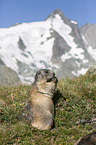 sitting Marmot