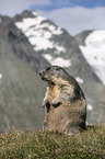 Alpine Marmot