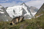 Alpine Marmot