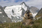 Alpine Marmot