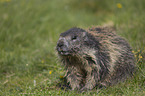 standing Marmot