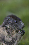 Marmot portrait